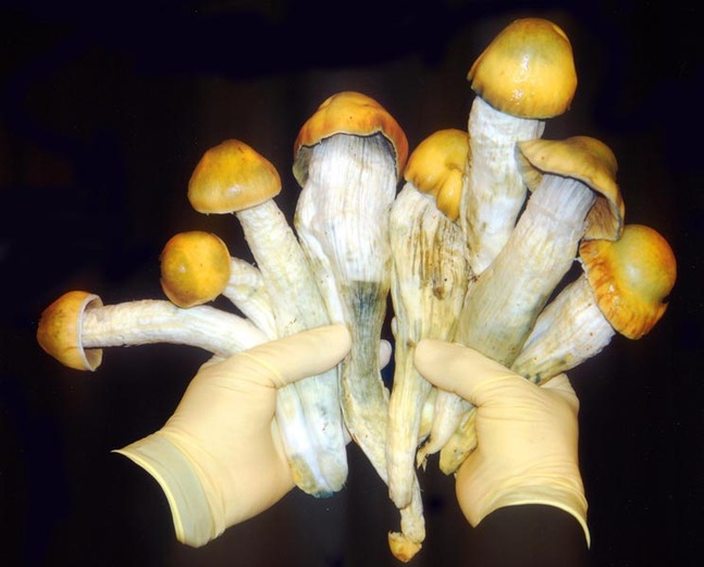 mushroom-trip-timeline